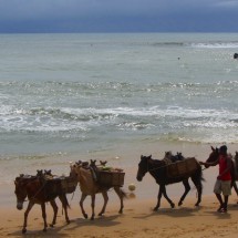 Donkeys on the first beach of Morro de Sao Paulo